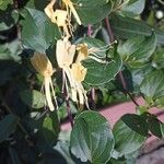 Lonicera caprifolium花