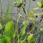 Alisma plantago-aquaticaFlower