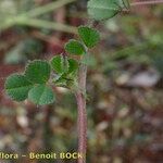 Medicago rigidula Mosusu