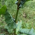 Rumex cristatus چھال