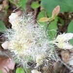 Antennaria parlinii 花