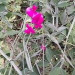 Lathyrus odoratusফুল