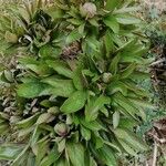 Paeonia officinalis Blad