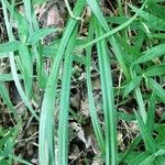 Carex pilosa Frunză