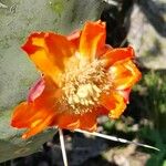 Opuntia quimilo Flower