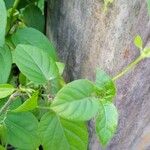 Thunbergia laevis Blad