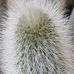 Cleistocactus hyalacanthus Liść