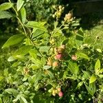 Vaccinium corymbosum Плід