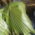 Washingtonia robusta Blatt