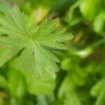 Geranium carolinianum Leaf