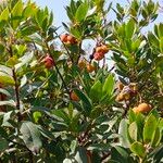 Arbutus andrachneFolha