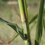 Sorghum halepense Bark