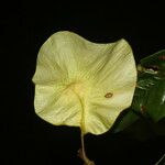Pterocarpus hayesii 花