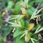 Helictochloa bromoides Fula