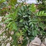 Schinus terebinthifolia Blad