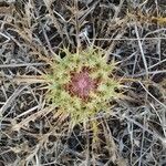 Carlina gummifera Virág