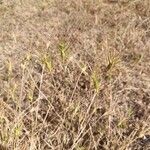 Aegilops neglecta Flors