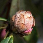 Rhododendron irroratum Outro