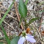 Viola lactea Liść