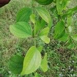 Strychnos cocculoides Leaf
