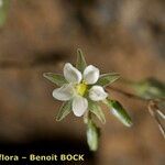 Spergularia flaccida Arall