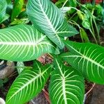 Caladium lindenii Yaprak