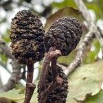 Alnus cordata Fruit