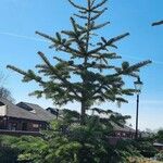 Abies nordmanniana Habit