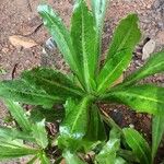 Eryngium foetidum Leaf