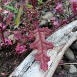 Dysphania botrys Leaf