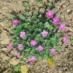 Erodium corsicum Çiçek