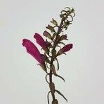 Lamourouxia virgata Flor
