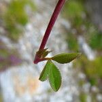 Trifolium thalii পাতা