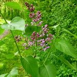 Syringa vulgaris 花