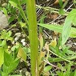 Eremurus robustus Bark