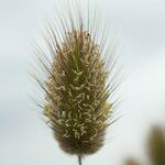 Lagurus ovatus Fleur