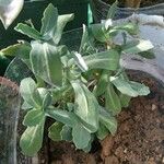 Sedum telephium Leaf