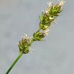 Carex leersii Floare