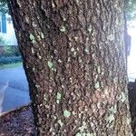 Quercus fusiformis Corteza