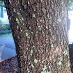 Quercus fusiformis Bark