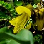 Sophora denudata Flower