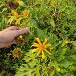 Tithonia diversifolia 花