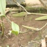 Bulbophyllum renkinianum Pokrój