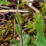 Arabis ciliata Tervik taim