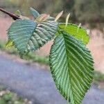 Ulmus glabra Blatt