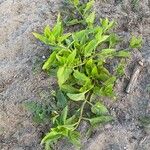 Patellifolia procumbens Habit