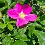 Rosa rugosa Fiore