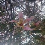 Ceiba speciosa Flower