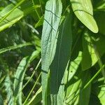 Phyteuma betonicifolium Hoja