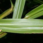Scleria latifolia Blad